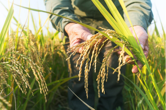 The Future of Global Food Production: Navigating Technology, Biotech, and Climate Resilience