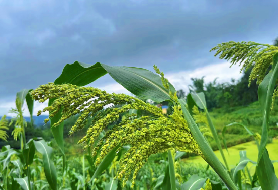 The Global Harvest: A Comprehensive Guide to Essential Staple Crops